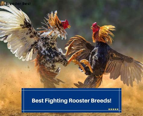 breeds of roosters for fighting|17 Best Fighting Rooster Breeds! (2024) .